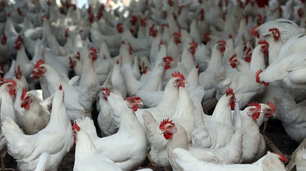 Yurt dışına tavuk satışına yasak geliyor