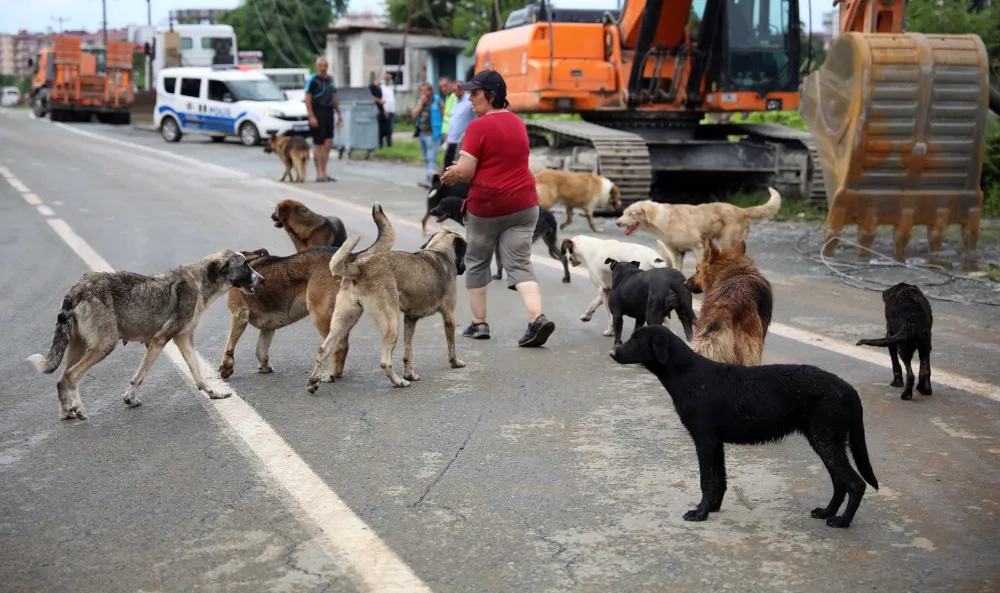 Sokak köpeklerinin ısırdığı avukat belediyeye dava açtı