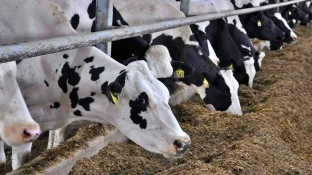 Kesimler artıyor, fiyatlar yükselecek