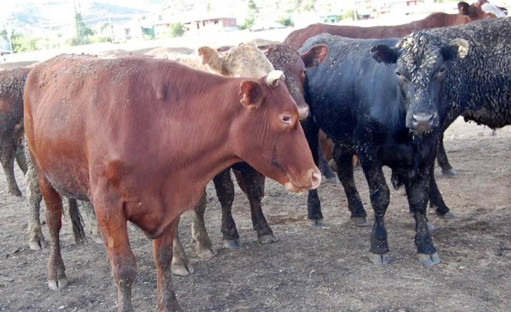 Binlerce sığır 50 gündür Marmara