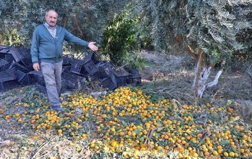 Mandalina tarlada 2 TL, markette 30 TL! 