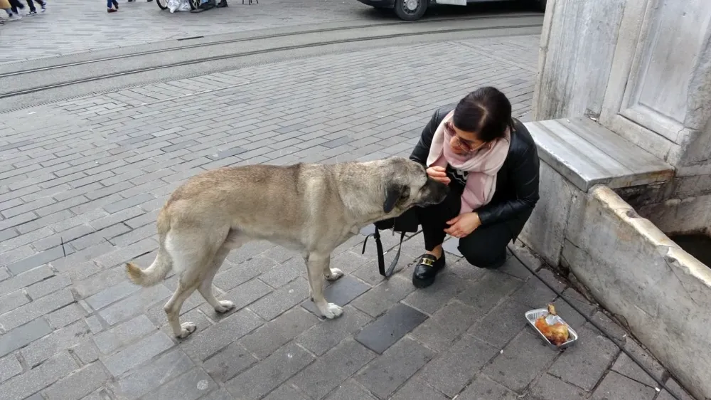  İstanbul Valiliği sokak köpeklerini beslemeye yasak getirdi