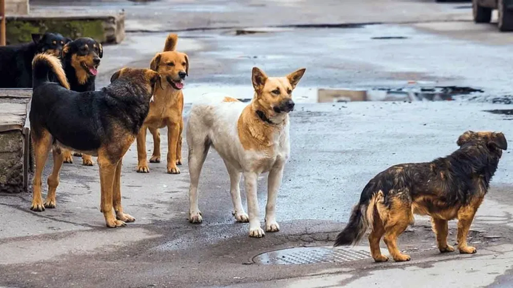 Sokaktaki her sahipsiz hayvan için belediyelere ceza kesilecek!