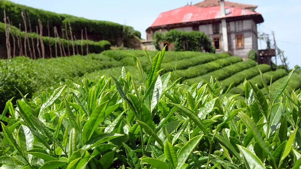 Çay taban fiyatı Rizelileri böldü