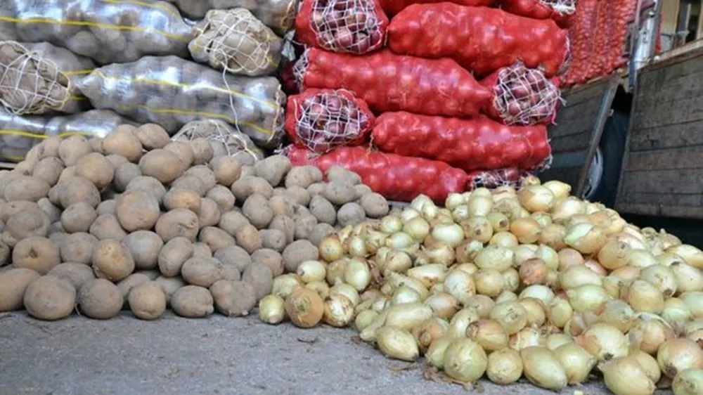 Soğan ve patates tarlada kaldı!